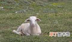 生肖羊的文化象征意义 关于生肖羊的文化象征意义