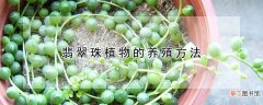 翡翠珠植物的养殖方法