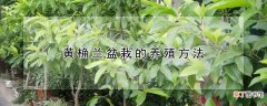 黄桷兰盆栽的养殖方法