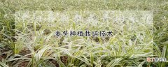 麦冬种植栽培技术