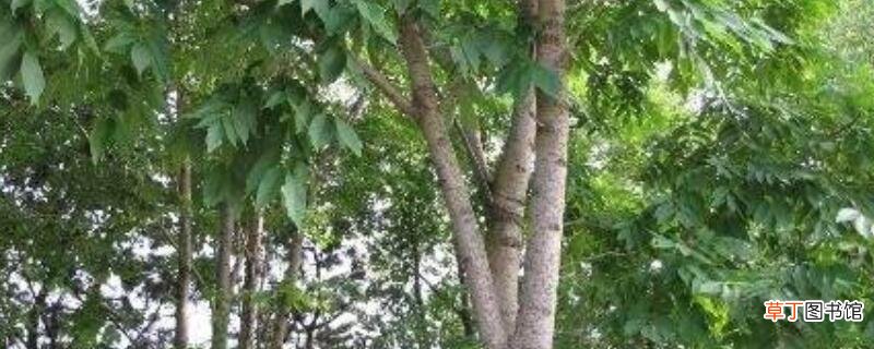 水曲柳是什么树
