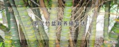 罗汉竹盆栽养殖方法