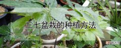三七盆栽的种植方法