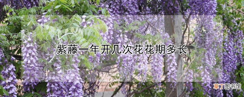 紫藤一年开几次花花期多长
