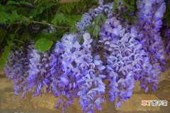 家庭养紫藤花好不好 庭院养紫藤对风水的作用