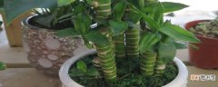 水培龙竹的繁殖方法
