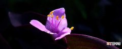 什么花盆适合养紫竹梅