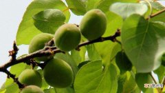 盆栽杏种子的种植方法