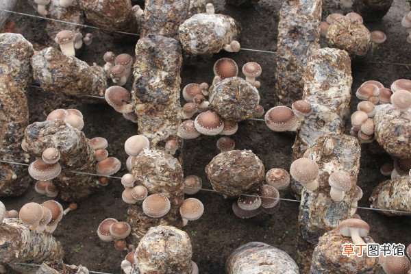 平菇栽培技术，选择保温通风保湿透光的菇房栽培