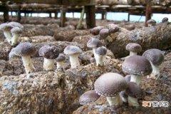 平菇栽培技术，选择保温通风保湿透光的菇房栽培