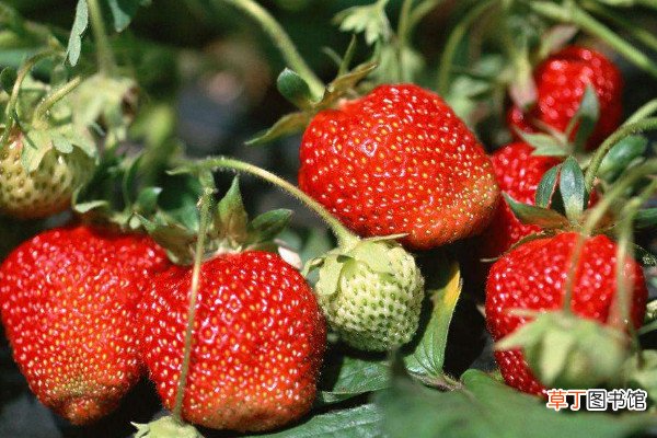 草莓苗能晒太阳吗