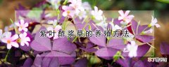紫叶酢浆草的养殖方法