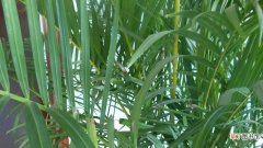 夏威夷凤尾竹的养殖方法和注意事项
