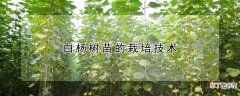 白杨树苗的栽培技术