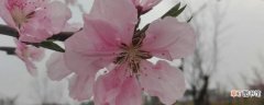 桃树开花了还能修剪吗