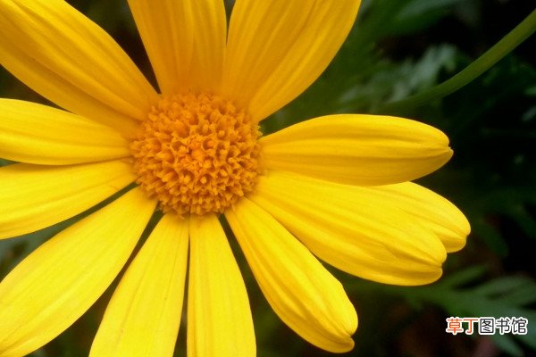黄金菊花怎么种植方法