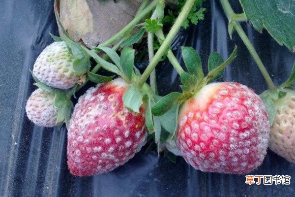草莓上有白色的东西