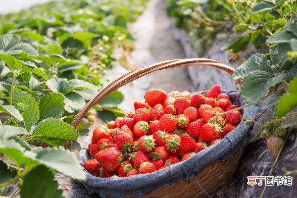 草莓种子种植方法，先浸泡催芽再上盆栽植