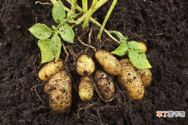 土豆种植技术，可以通过以下4步来进行