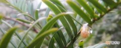 红豆杉扦插繁殖方法