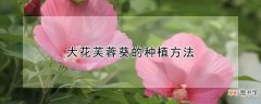 大花芙蓉葵的种植方法