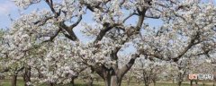 南长滩梨树几月开花