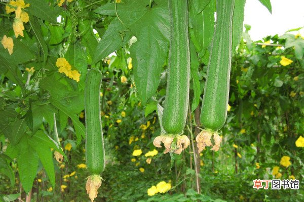 丝瓜种植技术与管理，建议在春秋两季进行种植