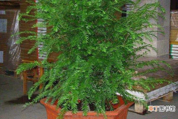 多久浇一次 盆栽红豆杉怎么浇水 盆栽红豆杉繁殖方法