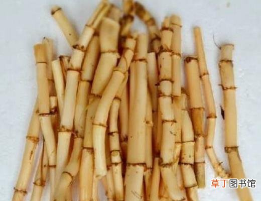 芦苇根怎么吃 芦苇根副作用是什么