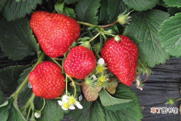 草莓一年几熟
