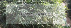 凤尾竹怎么养殖方法