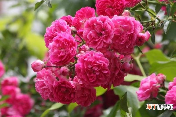 藤本月季和蔷薇的区别是什么 藤本月季和蔷薇哪个好