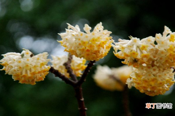 结香花怎么繁殖，主要有播种、扦插、分株三种方法