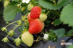 草莓的种植方法，春秋播种成功率较高
