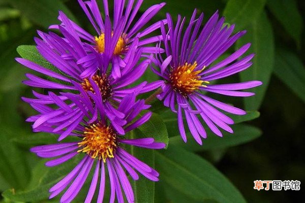 紫苑花怎么养