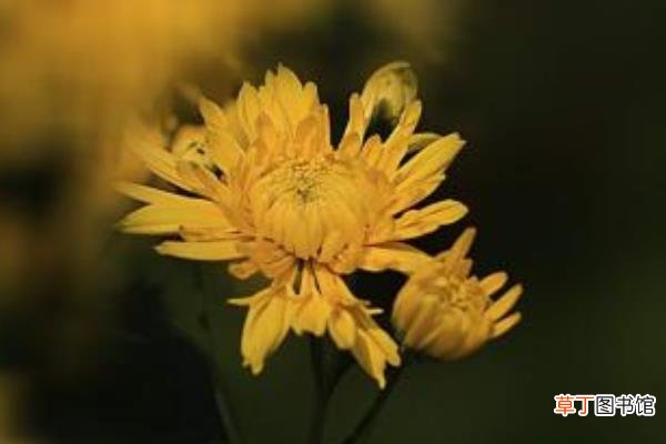 菊花和金银花的区别是什么 菊花和金银花可以一起泡水喝吗