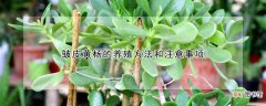皱皮黄杨的养殖方法和注意事项