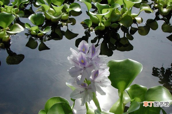 水葫芦是什么植物，外来的浮水草本植物