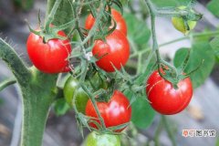 西红柿种植技术与管理，选择合适的土地很重要
