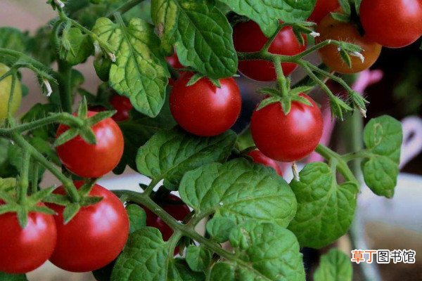 西红柿种植技术与管理，选择合适的土地很重要