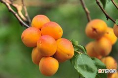 杏子和梅子的区别是什么 孕妇可以吃杏子吗