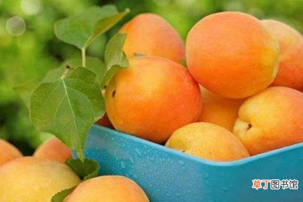 杏子和黄桃的区别是什么 杏的功效与作用