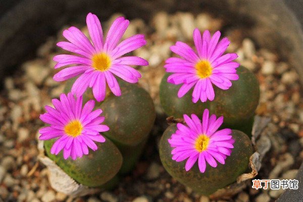 生石花多久开花，养殖1~3年的植株才有开花能力
