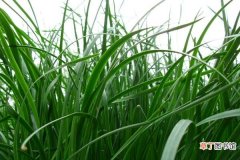黑麦草种植方法，5步即可完成黑麦草的种植