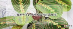 青莲竹芋的养殖方法和注意事项