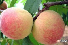 几月 阳山水蜜桃什么时候上市 阳山水蜜桃市场价格多少钱一斤