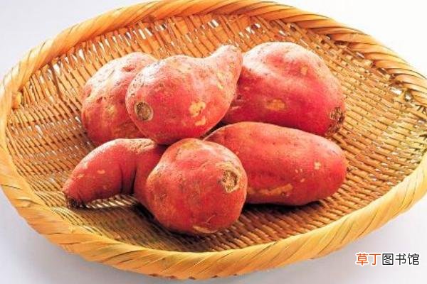 玉米和红薯哪个更减肥 红薯的健康吃法