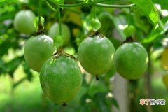 百香果种植技术与管理，在每年3~4月份种植最佳