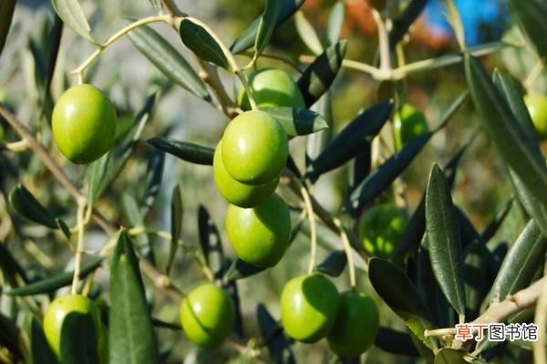 橄榄和青果的区别是什么 吃橄榄的好处