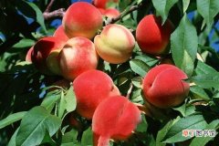 水蜜桃和毛桃的区别是什么 水蜜桃的营养成分